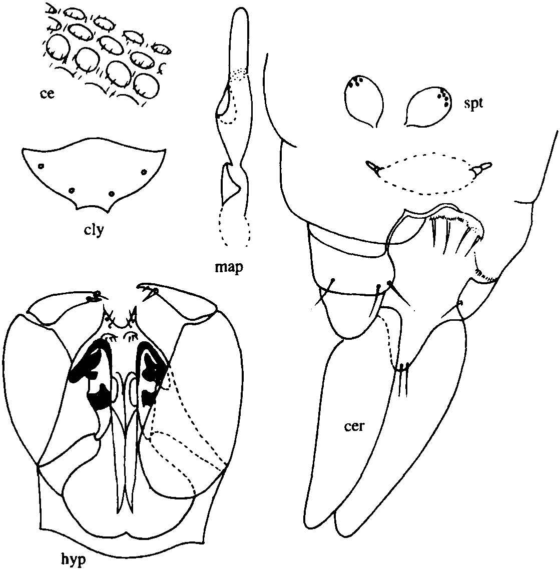 29.鄖縣細蠓